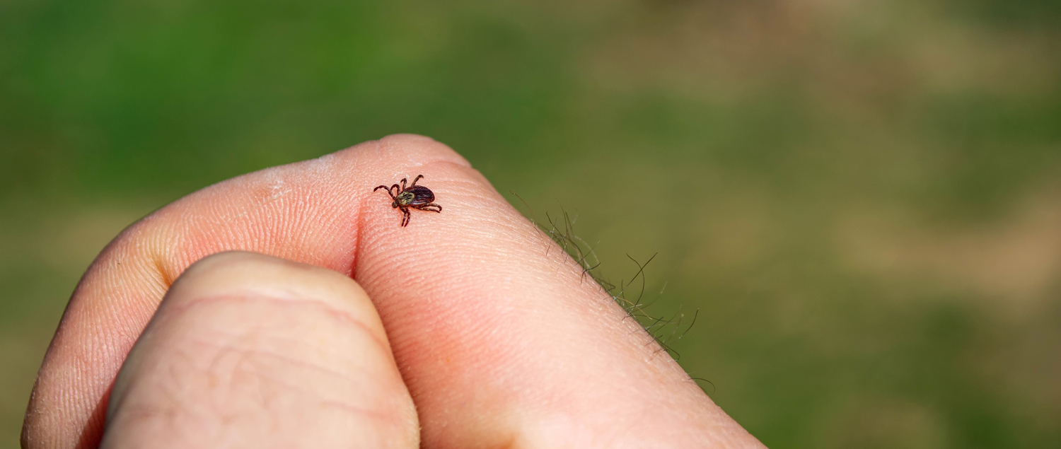 What is Lyme Disease? One Dose