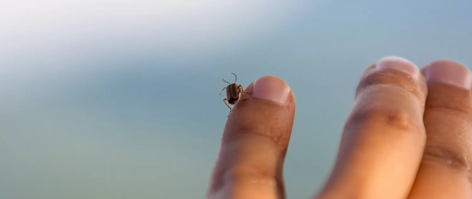 Böcek Isırığına Ne İyi Gelir? Böcek Isırığı Nasıl Olur?